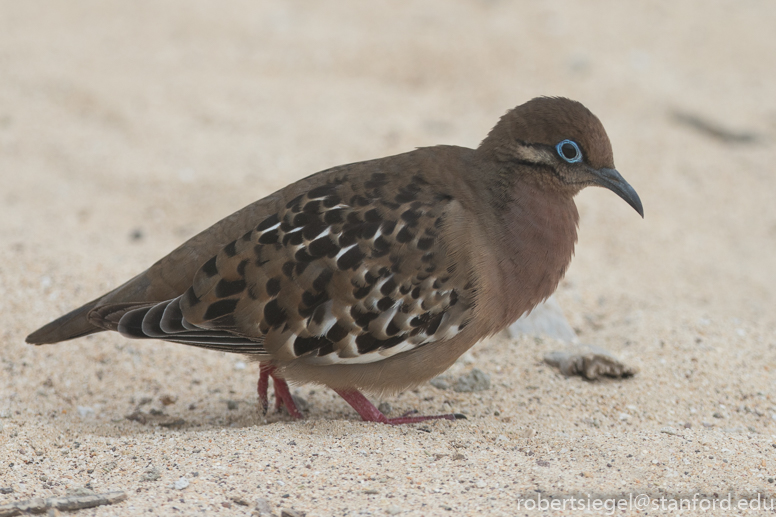 galapagos